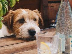 Собака пьет много воды: причины и рекомендации