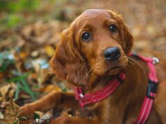 Сколько лет живут ирландские сеттеры?