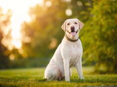 Как выбрать игрушки для собак, предпочитающих рытье