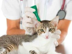 С какого возраста можно проводить обработку котят от блох и глистов?