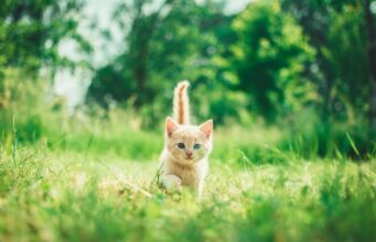 Можно ли стричь когти котенку?