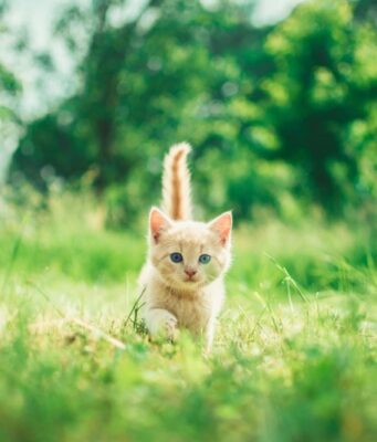 Можно ли стричь когти котенку?