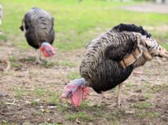 Комбикорм для индейок: что нужно знать