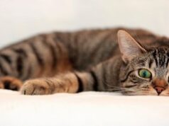 Факторы, влияющие на продолжительность жизни кошек