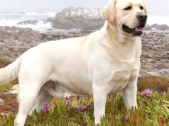 Лабрадор: самый преданный, трудолюбивый и послушный собака