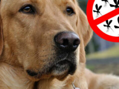 Лейшманиоз у собак: симптомы и лечение