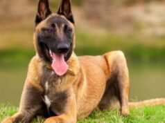 Малинуа: умная и энергичная бельгийская овчарка