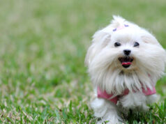 Мальтийская болонка — собака, завоевавшая сердца владельцев