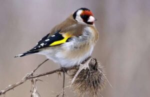 Певчие птицы как уникальные домашние питомцы