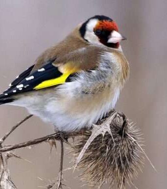 Певчие птицы как уникальные домашние питомцы