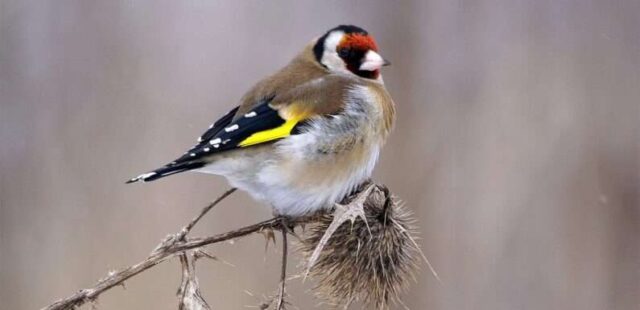 maxresdefault-1-1-795x385