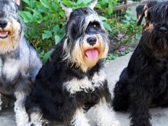 Шнауцер: характеристики породы и фотографии