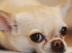 Воспаление соска у собаки: причины и методы лечения