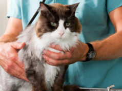 Как помочь коту легко перенести операцию по стерилизации: подготовка, послеоперационный период и питание
