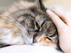 Панлейкопения у кошек: симптомы и лечение