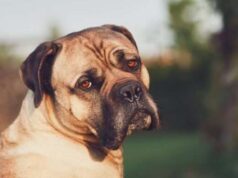 Как сбить температуру у собаки: советы специалистов