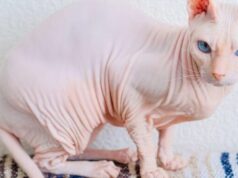 Сфинкс: особенности породы и уход за питомцем