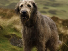 Ирландский волкодав: особенности и характеристики умелого охотника