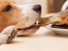 Что можно кормить собак из человеческой еды