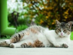 Длительность беременности у кошек и необходимые заботы со стороны владельца