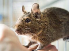 Белка дегу: особенности ухода за питомцем