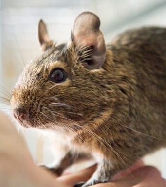 Белка дегу: особенности ухода за питомцем