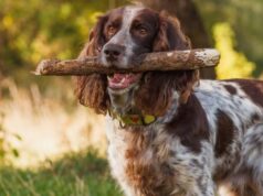 Спаниель: добрый и преданный охотник