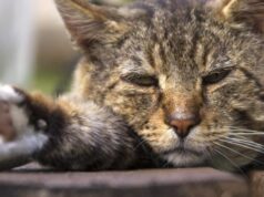 Как узнать, выведены ли глисты у кошки