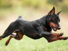 Цвергпинчер: описание породы «карликового добермана»