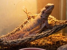 Домашние ящерицы: какие виды выбрать и как за ними ухаживать