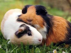 Перуанская морская свинка: как завести питомца