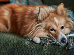 Как сбить температуру у собаки в домашних условиях