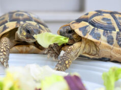Что едят черепахи: теперь доступно новое кормление