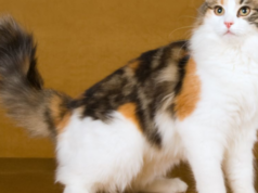 Норвежская лесная кошка: всё, что вам нужно знать