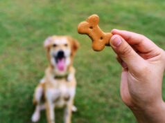 Топ-5 полезных лакомств для собак