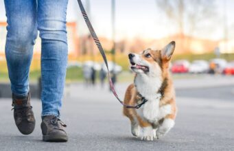 Как защитить лапы и нос собаки летом и зимой