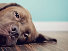 Лечение собаки в домашних условиях после укуса клеща